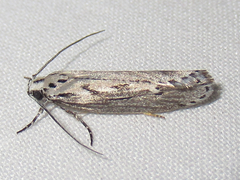 Ethmia discostrigella
