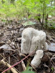 Abortiporus