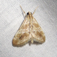 Evergestis lunulalis