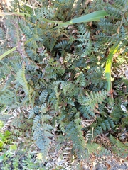 Polystichum oculatum