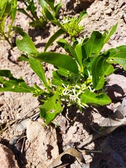 Pygmaeothamnus zeyheri