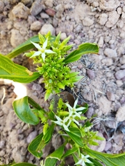 Pygmaeothamnus zeyheri