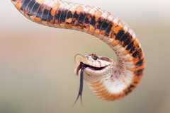 Heterodon nasicus
