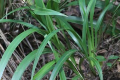Dianella pavopennacea