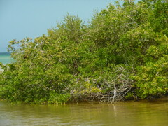 Laguncularia racemosa