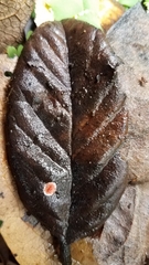 Phrurolithidae