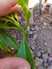 Pygmaeothamnus zeyheri