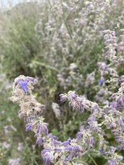Salvia yangii