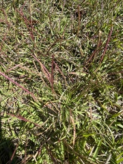 Eremochloa ophiuroides