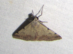 Hemeroplanis historialis