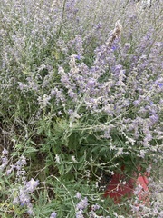 Salvia yangii
