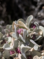 Atriplex confertifolia