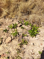 Pygmaeothamnus zeyheri