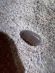 Armadillidae