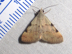 Hemeroplanis historialis