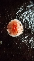 Phrurolithidae