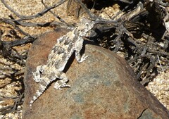 Phrynosoma platyrhinos