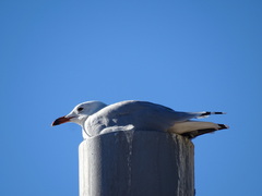 Ichthyaetus audouinii