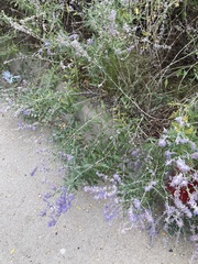 Salvia yangii