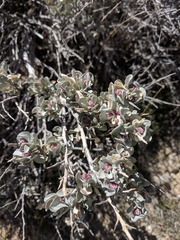 Atriplex confertifolia