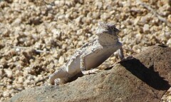 Phrynosoma platyrhinos