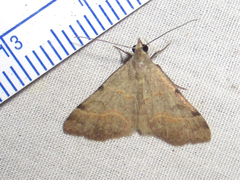 Hemeroplanis historialis