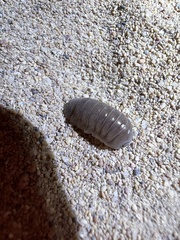 Armadillidae