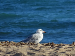 Ichthyaetus audouinii