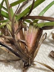 Eremochloa ophiuroides