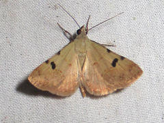 Hemeroplanis historialis