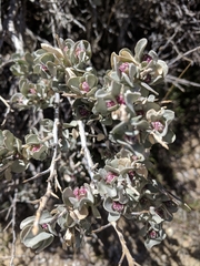Atriplex confertifolia