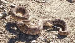 Crotalus pyrrhus
