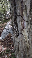 Anisomorpha ferruginea