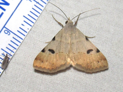 Hemeroplanis historialis