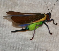Moncheca elegans
