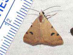 Hemeroplanis historialis