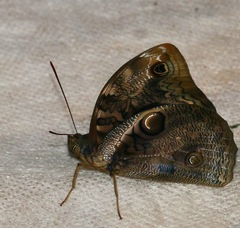 Opsiphanes tamarindi