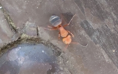 Camponotus