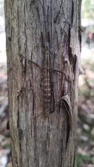 Anisomorpha ferruginea