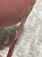 Eremochloa ophiuroides