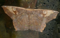 Paragonia cruraria