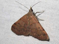 Hemeroplanis rectalis
