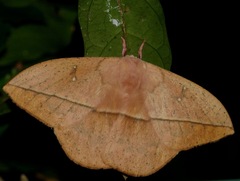 Lonomia electra