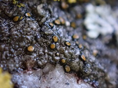 Caloplaca litoricola