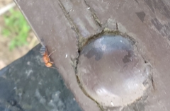 Camponotus