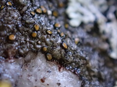 Caloplaca litoricola