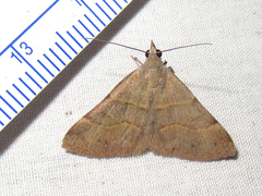 Hemeroplanis rectalis