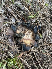 Scleroderma polyrhizum
