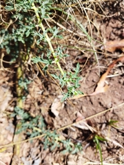 Dicerocaryum senecioides