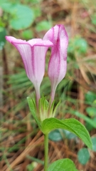 Spigelia scabrella